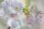 Picture of WASHINGTON STATE-SEABECK FLOWERING CHERRY BLOSSOMS
