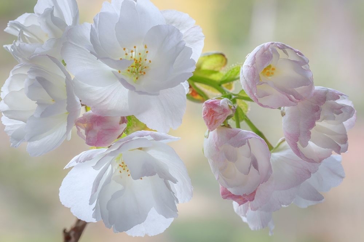 Picture of WASHINGTON STATE-SEABECK FLOWERING CHERRY BLOSSOMS