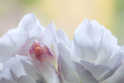 Picture of WASHINGTON STATE-SEABECK FLOWERING CHERRY BLOSSOMS