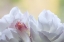 Picture of WASHINGTON STATE-SEABECK FLOWERING CHERRY BLOSSOMS