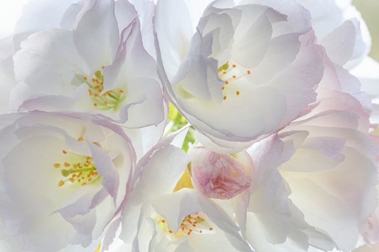 Picture of WASHINGTON STATE-SEABECK FLOWERING CHERRY BLOSSOMS