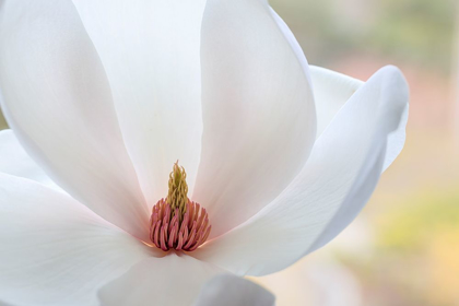 Picture of WASHINGTON STATE-SEABECK CLOSE-UP OF TULIP MAGNOLIA BLOSSOM