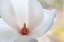 Picture of WASHINGTON STATE-SEABECK CLOSE-UP OF TULIP MAGNOLIA BLOSSOM