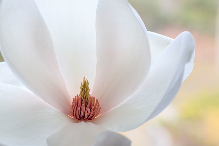 Picture of WASHINGTON STATE-SEABECK CLOSE-UP OF TULIP MAGNOLIA BLOSSOM