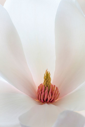 Picture of WASHINGTON STATE-SEABECK CLOSE-UP OF TULIP MAGNOLIA BLOSSOM