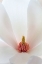 Picture of WASHINGTON STATE-SEABECK CLOSE-UP OF TULIP MAGNOLIA BLOSSOM
