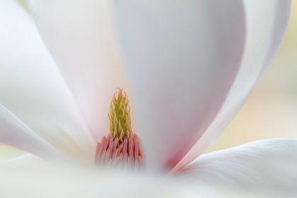 Picture of WASHINGTON STATE-SEABECK CLOSE-UP OF TULIP MAGNOLIA BLOSSOM