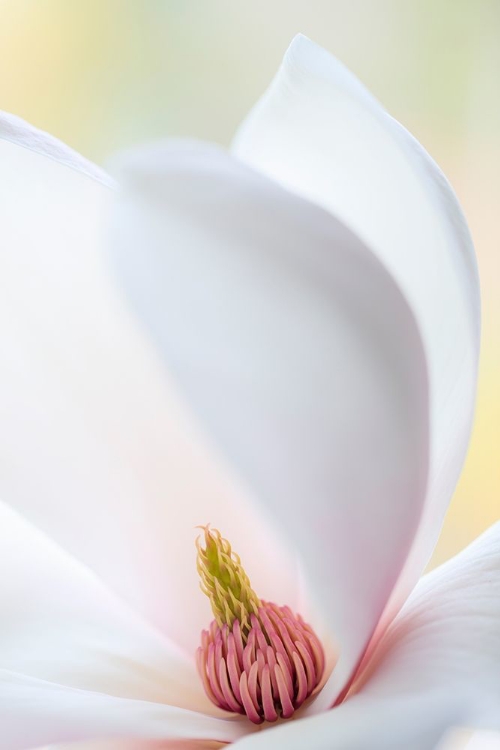 Picture of WASHINGTON STATE-SEABECK CLOSE-UP OF TULIP MAGNOLIA BLOSSOM