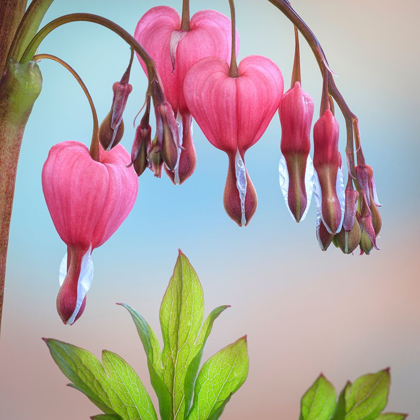 Picture of WASHINGTON STATE-SEABECK BLEEDING HEART BLOSSOMS CLOSE-UP
