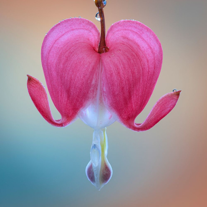 Picture of WASHINGTON STATE-SEABECK BLEEDING HEART BLOSSOM CLOSE-UP