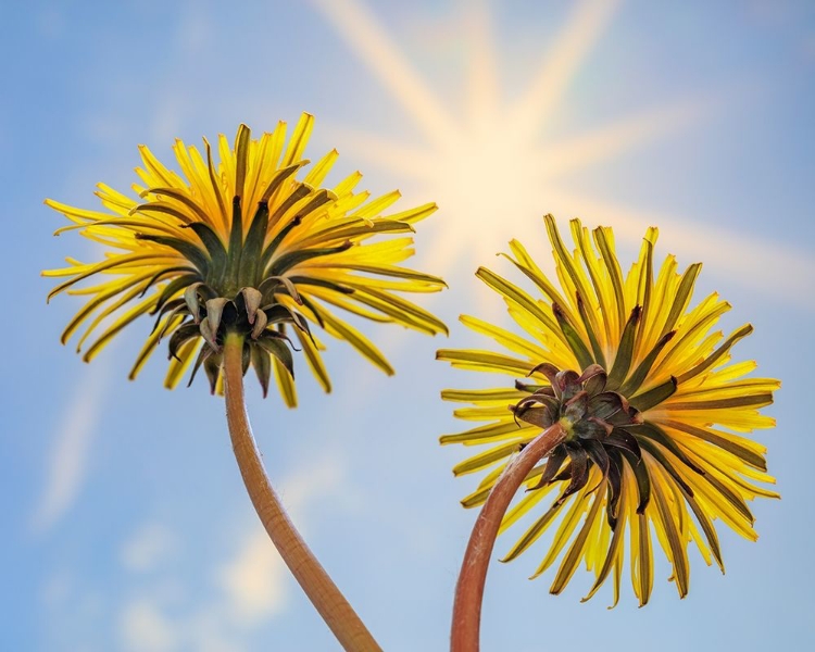 Picture of WASHINGTON STATE-SEABECK DANDELION BLOSSOMS AND SUNBURST