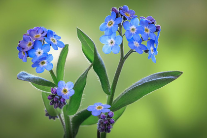 Picture of WASHINGTON STATE-SEABECK FORGET-ME-NOT BLOSSOMS CLOSE-UP