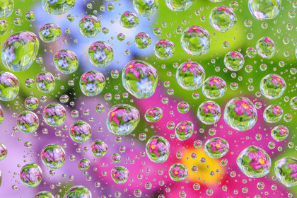 Picture of WASHINGTON STATE-SEABECK FLOWERS REFLECTED IN WATER DROPS