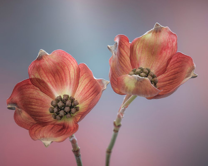 Picture of WASHINGTON STATE-SEABECK CLOSE-UP OF DOGWOOD BLOSSOMS