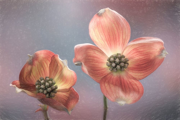 Picture of WASHINGTON STATE-SEABECK CLOSE-UP OF DOGWOOD BLOSSOMS