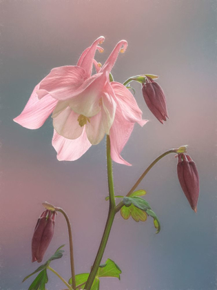 Picture of WASHINGTON STATE-SEABECK COLUMBINE BLOSSOM CLOSE-UP