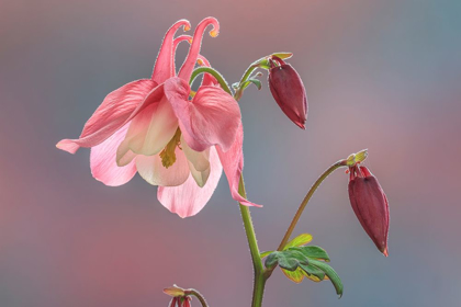 Picture of WASHINGTON STATE-SEABECK COLUMBINE BLOSSOM CLOSE-UP