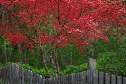 Picture of WASHINGTON STATE-SEABECK BLOOMING JAPANESE MAPLE TREE AND FENCE