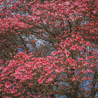 Picture of WASHINGTON STATE PINK DOGWOOD TREE IN BLOOM