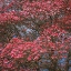 Picture of WASHINGTON STATE PINK DOGWOOD TREE IN BLOOM
