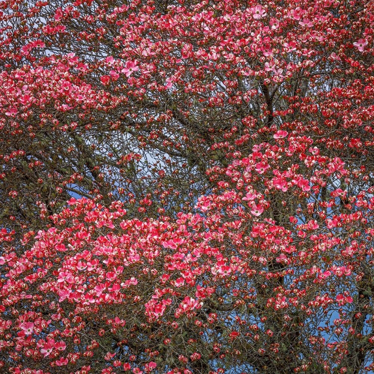 Picture of WASHINGTON STATE PINK DOGWOOD TREE IN BLOOM