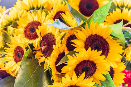 Picture of WASHINGTON STATE-SEATTLE-PIKE PLACE MARKET SUNFLOWERS FOR SALE