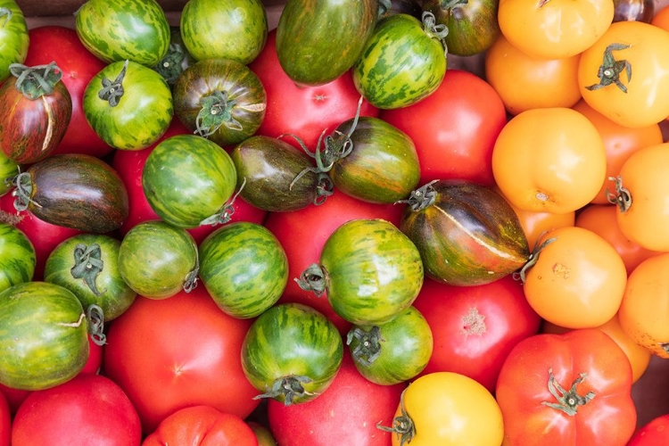 Picture of WASHINGTON STATE-VANCOUVER FRESH HEIRLOOM TOMATOES FOR SALE AT A FARMERS MARKET