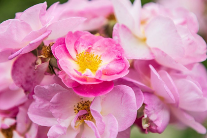 Picture of WASHINGTON STATE-VANCOUVER ROSES IN A GARDEN IN VANCOUVER-WASHINGTON