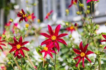 Picture of WASHINGTON STATE-FORT VANCOUVER NATIONAL HISTORIC SITE FLOWERS IN THE GARDEN