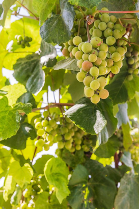 Picture of WASHINGTON STATE-FORT VANCOUVER NATIONAL HISTORIC SITE GRAPES IN THE GARDEN 