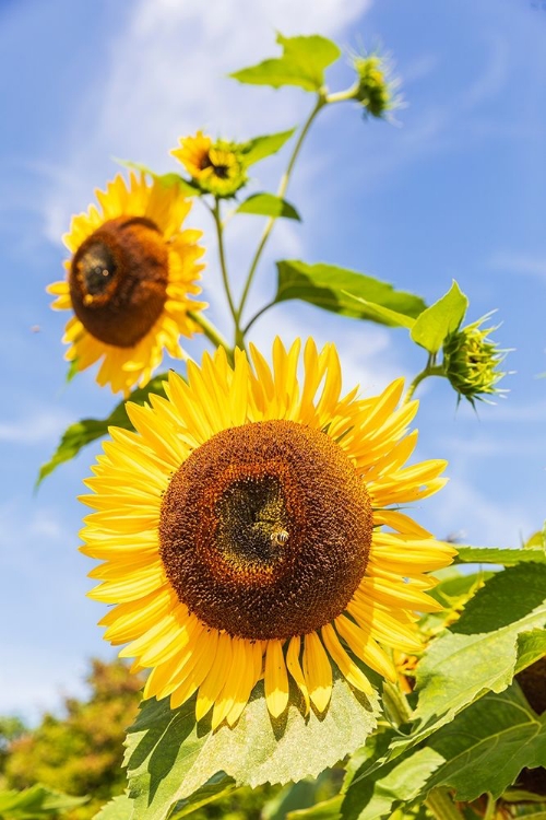 Picture of WASHINGTON STATE-FORT VANCOUVER NATIONAL HISTORIC SITE SUNFLOWER IN THE GARDEN