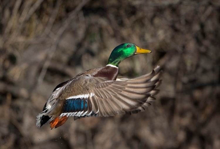 Picture of WASHINGTON STATE MALE MALLARD TAKES FLIGHT FROM LAKE WASHINGTON SEATTLE