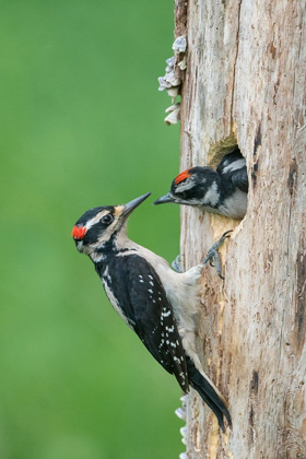 Picture of WASHINGTON STATE A MALE HAIRY WOODPECKER AT NEST HOLE WHILE A CHICK BEGS FOR FOOD
