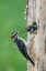 Picture of WASHINGTON STATE A MALE HAIRY WOODPECKER AT NEST HOLE WHILE A CHICK BEGS FOR FOOD