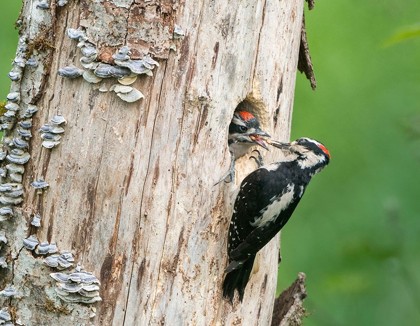 Picture of WASHINGTON STATE A MALE HAIRY WOODPECKER AT NEST HOLE FEEDS A YOUNG CHICK SNOQUALMIE VALLEY