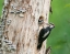 Picture of WASHINGTON STATE A MALE HAIRY WOODPECKER AT NEST HOLE FEEDS A YOUNG CHICK SNOQUALMIE VALLEY