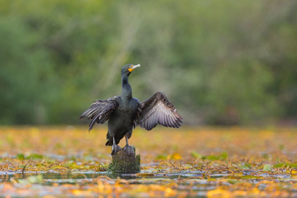 Picture of WASHINGTON STATE A DOUBLE-CRESTED CORMORANT SPREADS ITS WINGS TO DRY SEATTLE