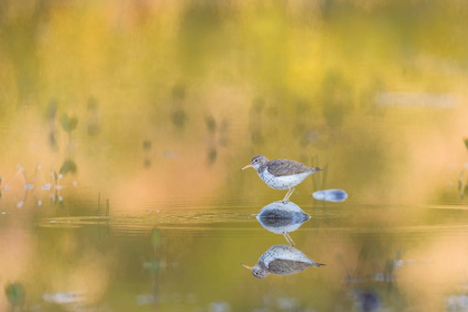 Picture of WASHINGTON STATE A SPOTTED SANDPIPER (ACTITIS MACULARIUS) ON A POND ROCK PERCH REDMOND