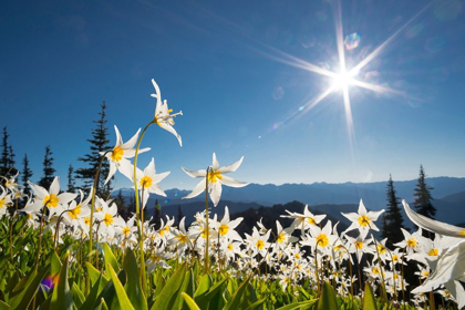 Picture of WASHINGTON STATE AVALANCHE LILIES BACKLIT AGAINST A STARBURST SKY AT OLYMPIC NATIONAL PARK