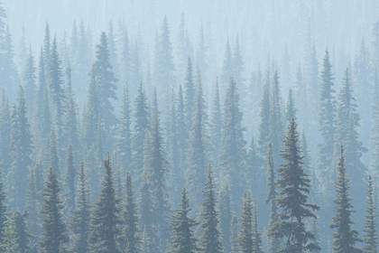 Picture of USA MT RAINIER NATIONAL PARK SMOKE FROM WASHINGTON STATE FIRES DRIFTS THROUGH CONIFERS