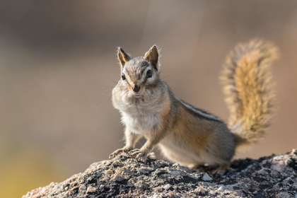 Picture of WASHINGTON STATE LEAST CHIPMUNK (TAMIAS MINIMUS) PAUSES FROM GATHERING SEEDS ON COOPER RIDGE