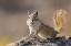 Picture of WASHINGTON STATE LEAST CHIPMUNK (TAMIAS MINIMUS) PAUSES FROM GATHERING SEEDS ON COOPER RIDGE