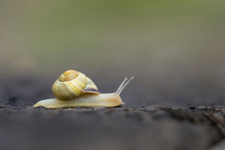 Picture of WASHINGTON STATE GROVE SNAIL OR BROWN-LIPPED SNAIL AND INVASIVE SPECIES FROM EUROPE KIRKLAND