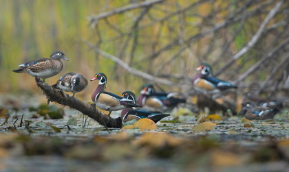Picture of WASHINGTON STATE WOOD DUCKS (AIX SPONSA) FLOCK ROOSTS ON A QUIET POND SEATTLE