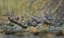 Picture of WASHINGTON STATE WOOD DUCKS (AIX SPONSA) FLOCK ROOSTS ON A QUIET POND SEATTLE