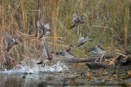Picture of WASHINGTON STATE WOOD DUCKS (AIX SPONSA) FLOCK TAKES FLIGHT FROM A QUIET POND SEATTLE