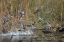 Picture of WASHINGTON STATE WOOD DUCKS (AIX SPONSA) FLOCK TAKES FLIGHT FROM A QUIET POND SEATTLE