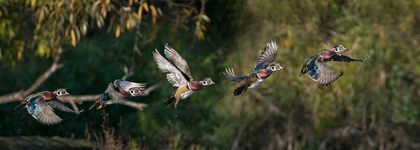 Picture of WASHINGTON STATE A MALE WOOD DUCK (AIX SPONSA) FLIGHT SEQUENCE SEATTLE DIGITAL COMPOSITE