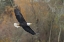 Picture of WASHINGTON STATE BALD EAGLE IN FLIGHT OVER LAKE WASHINGTON-KENMORE