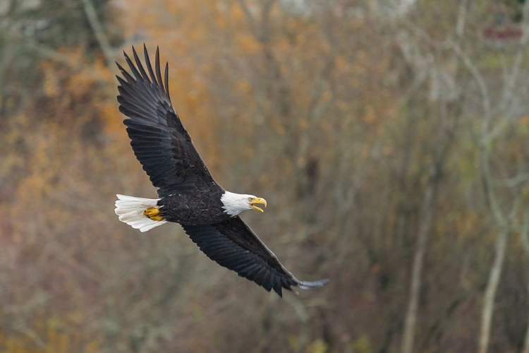 Picture of WASHINGTON STATE BALD EAGLE IN FLIGHT OVER LAKE WASHINGTON-KENMORE